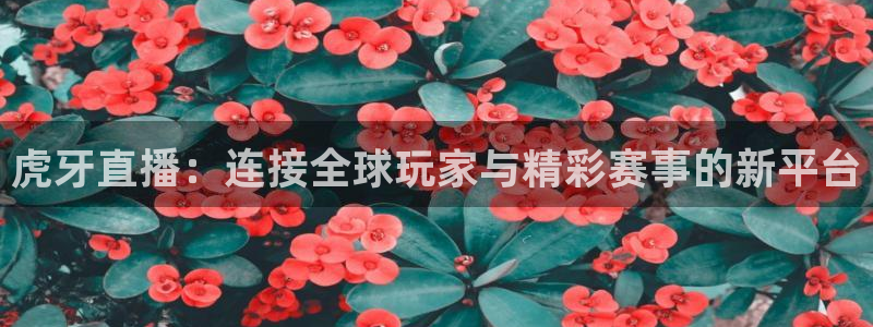 熊猫直播免费视频：虎牙直播：连接全球玩家与精彩赛事的新平台