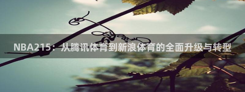 关于熊猫的